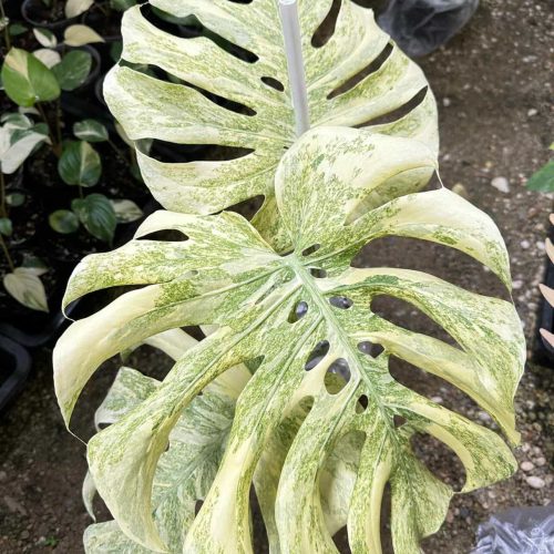 EXACT Monstera Deliciosa Legacy Variegated | Monstera Legacy Well variegation