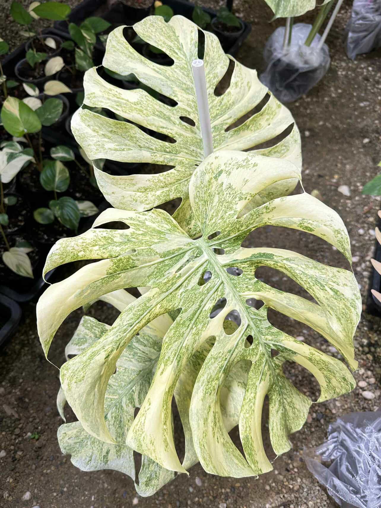 EXACT Monstera Deliciosa Legacy Variegated | Monstera Legacy Well variegation