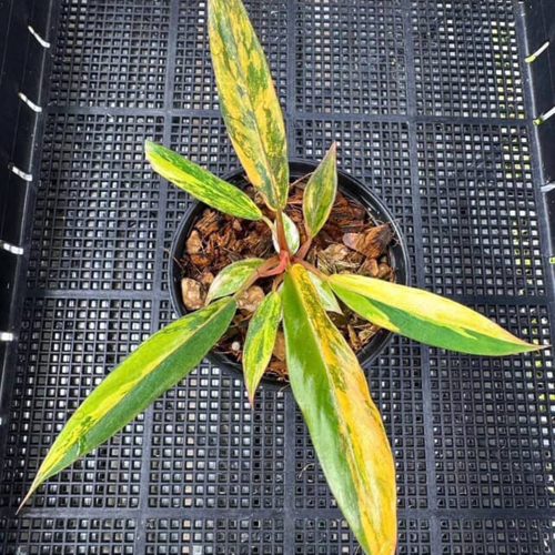 Philodendron Caramel Marble Variegated – Fire Tiger 3" Plant, Well Variegation