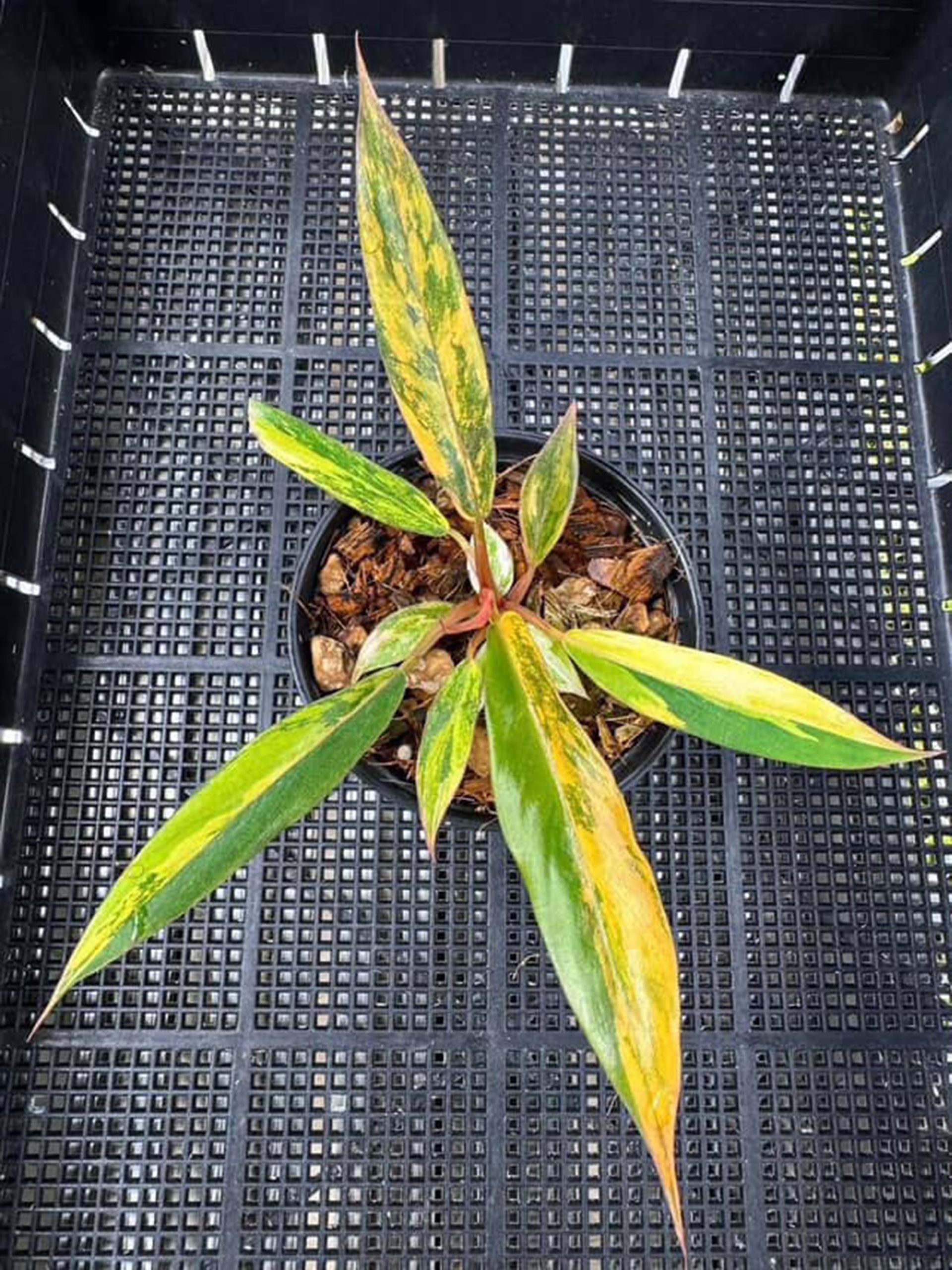 Philodendron Caramel Marble Variegated – Fire Tiger 3" Plant, Well Variegation