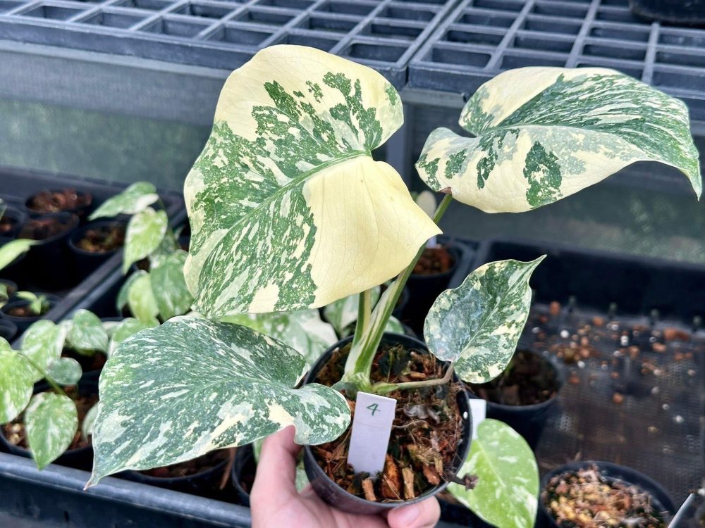 モンステラ Thai Constellation ‘Crème Brûlée’ モンステラ Thai Constellation 'Crème Brûlée' Monstera Thai