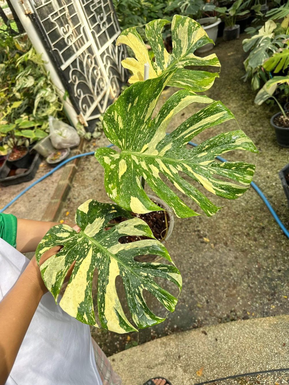 モンステラ Thai Constellation ‘Crème Brûlée’ Creme Brulee Monstera Thai Constellation Variegated Starter