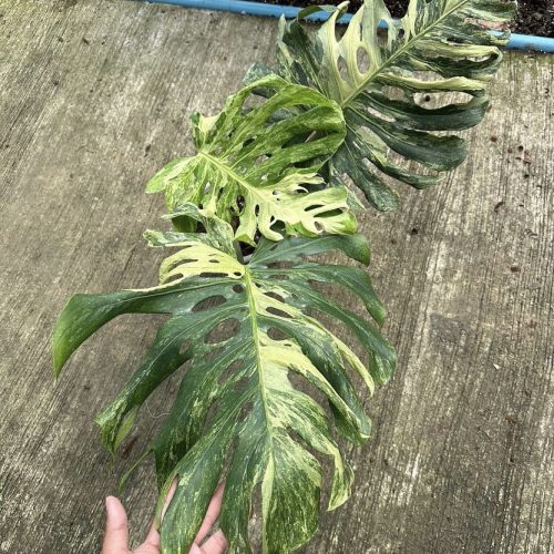 Monstera Deliciosa Ocean Mint Variegated, 2 -3 leaves, Well variegation