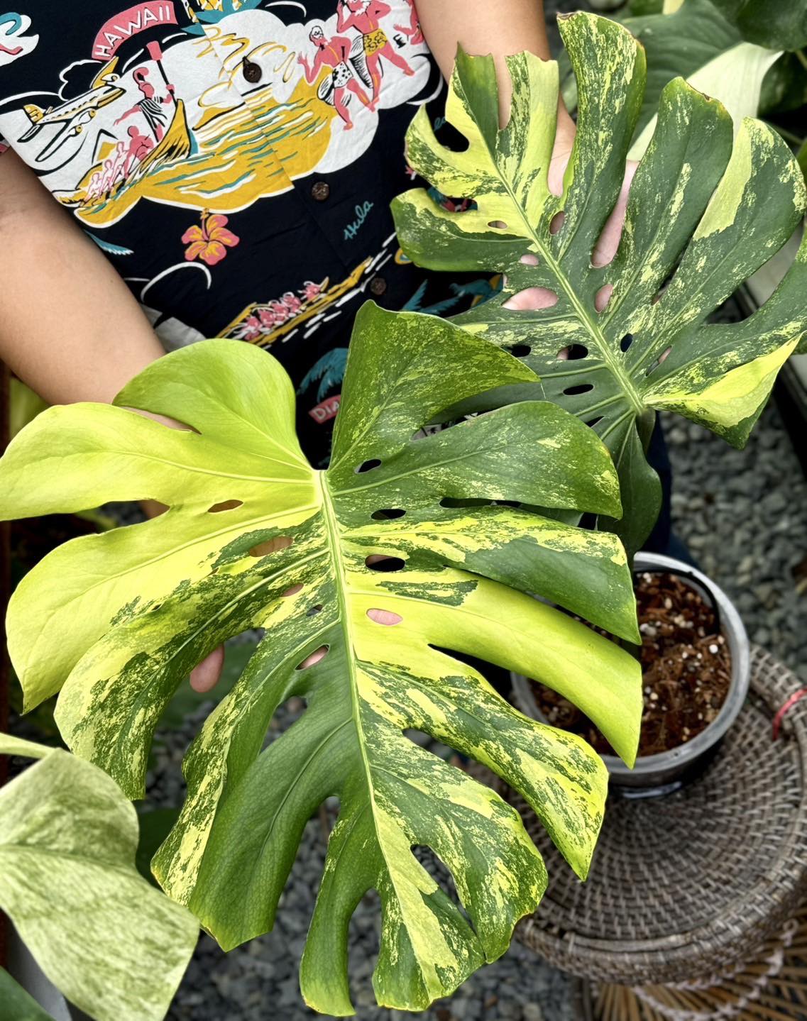 Monstera Deliciosa Pom Pom | Monstera Deli Lemon Pom Pom