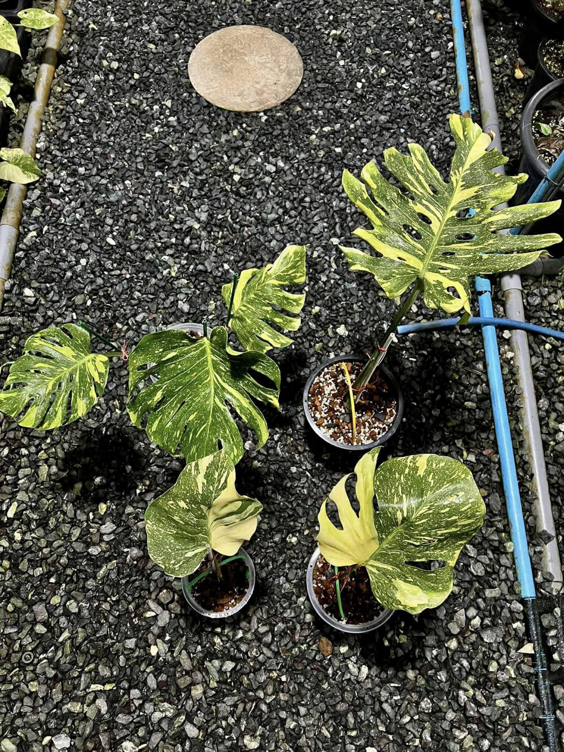 Monstera Deliciosa Electrolyte Variegated, 1 leaf + growth Point, Electro Light Well variegation - Image 5