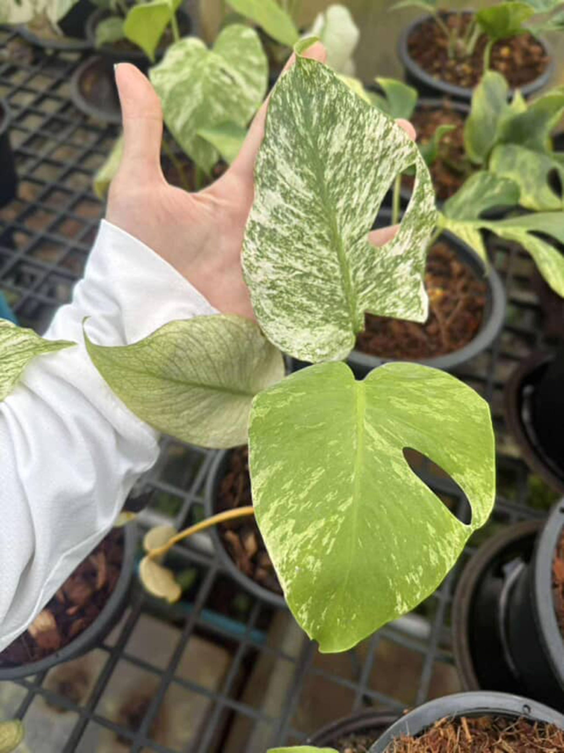 Monstera Silver Star, Monstera Deliciosa Silver Star, Well variegation - Image 6