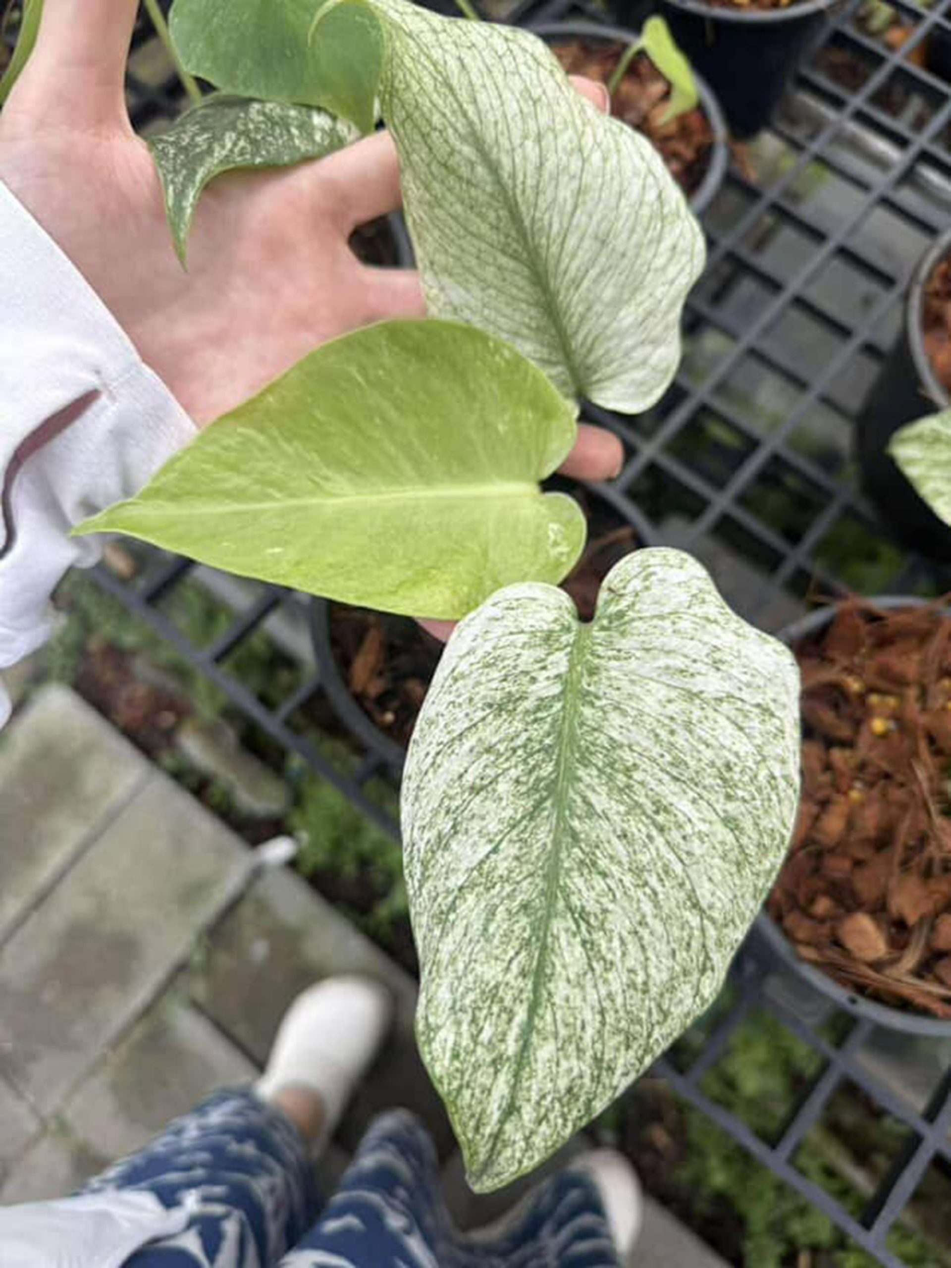 Monstera Silver Star, Monstera Deliciosa Silver Star, Well variegation - Image 7