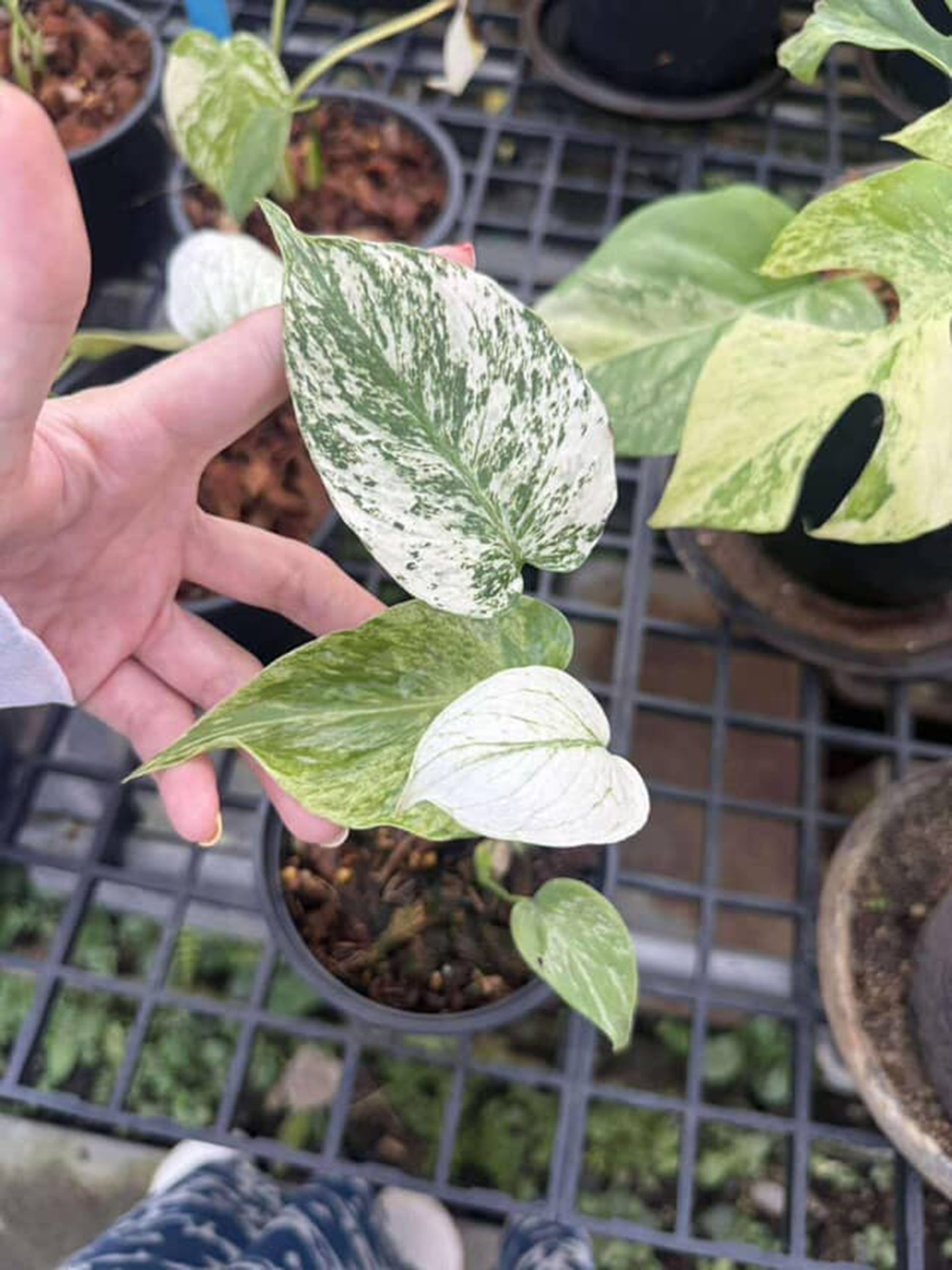 Monstera Silver Star, Monstera Deliciosa Silver Star, Well variegation - Image 5