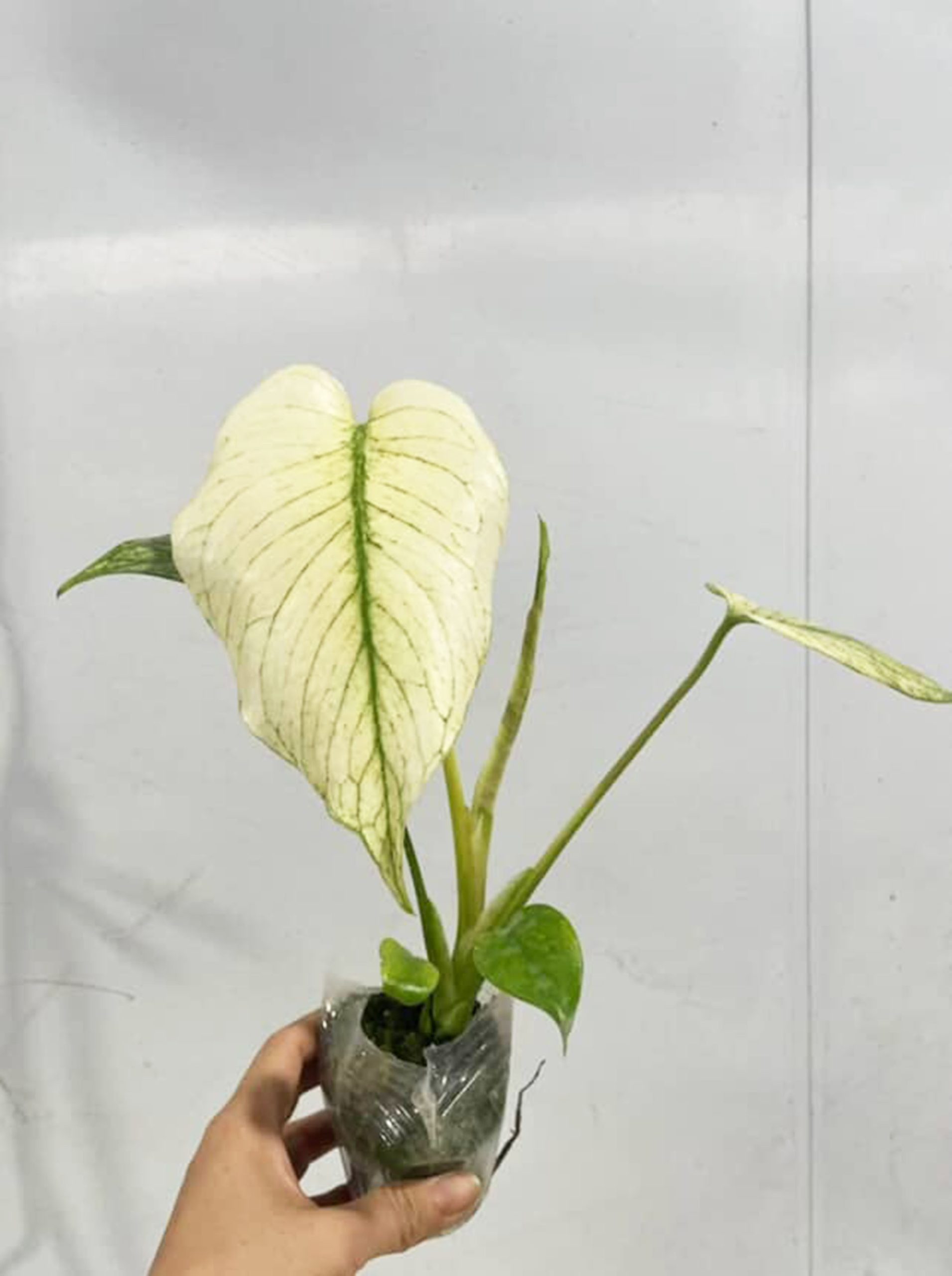 Monstera Silver Star, Monstera Deliciosa Silver Star, Well variegation - Image 2