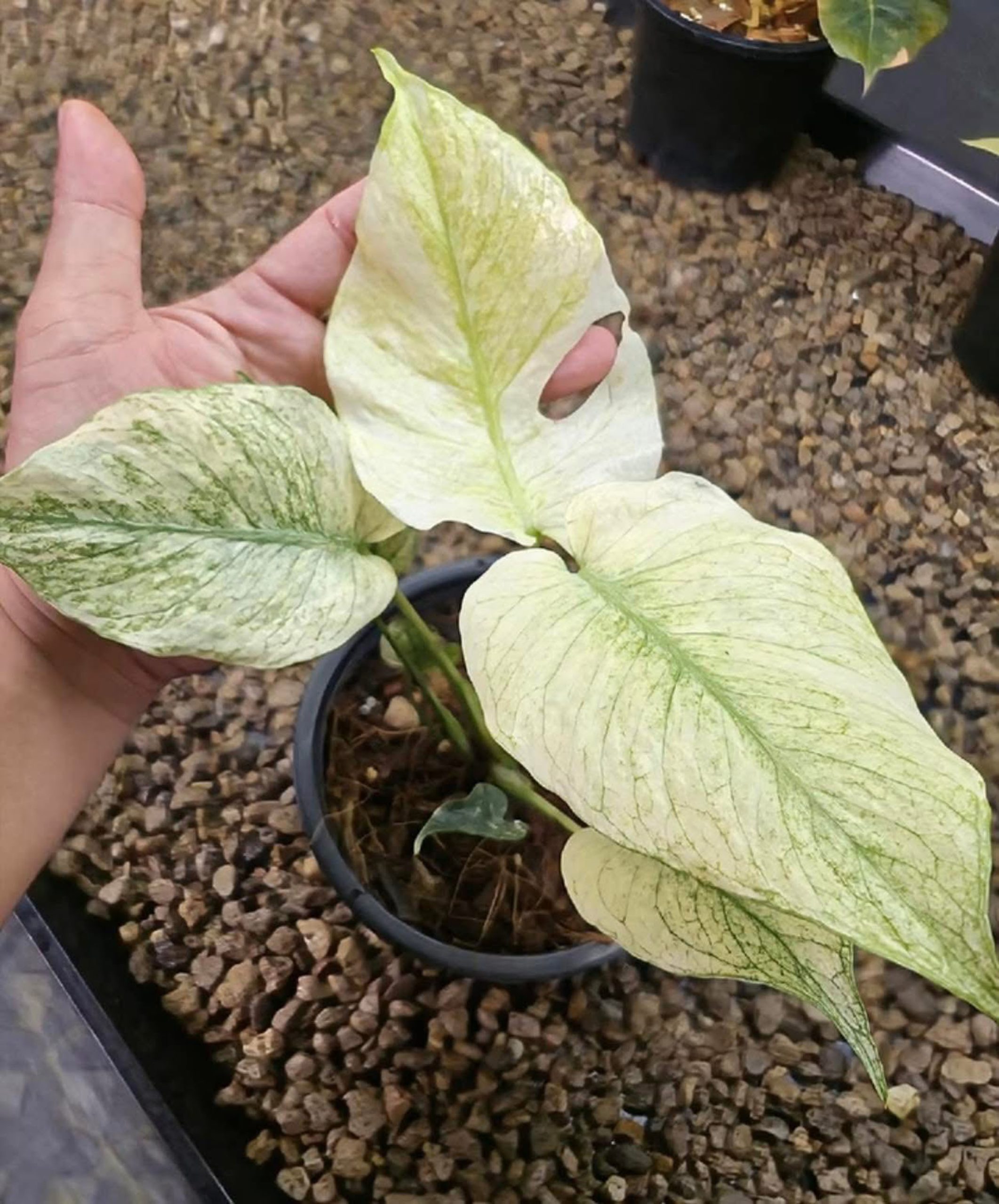 Monstera Silver Star, Monstera Deliciosa Silver Star, Well variegation - Image 3