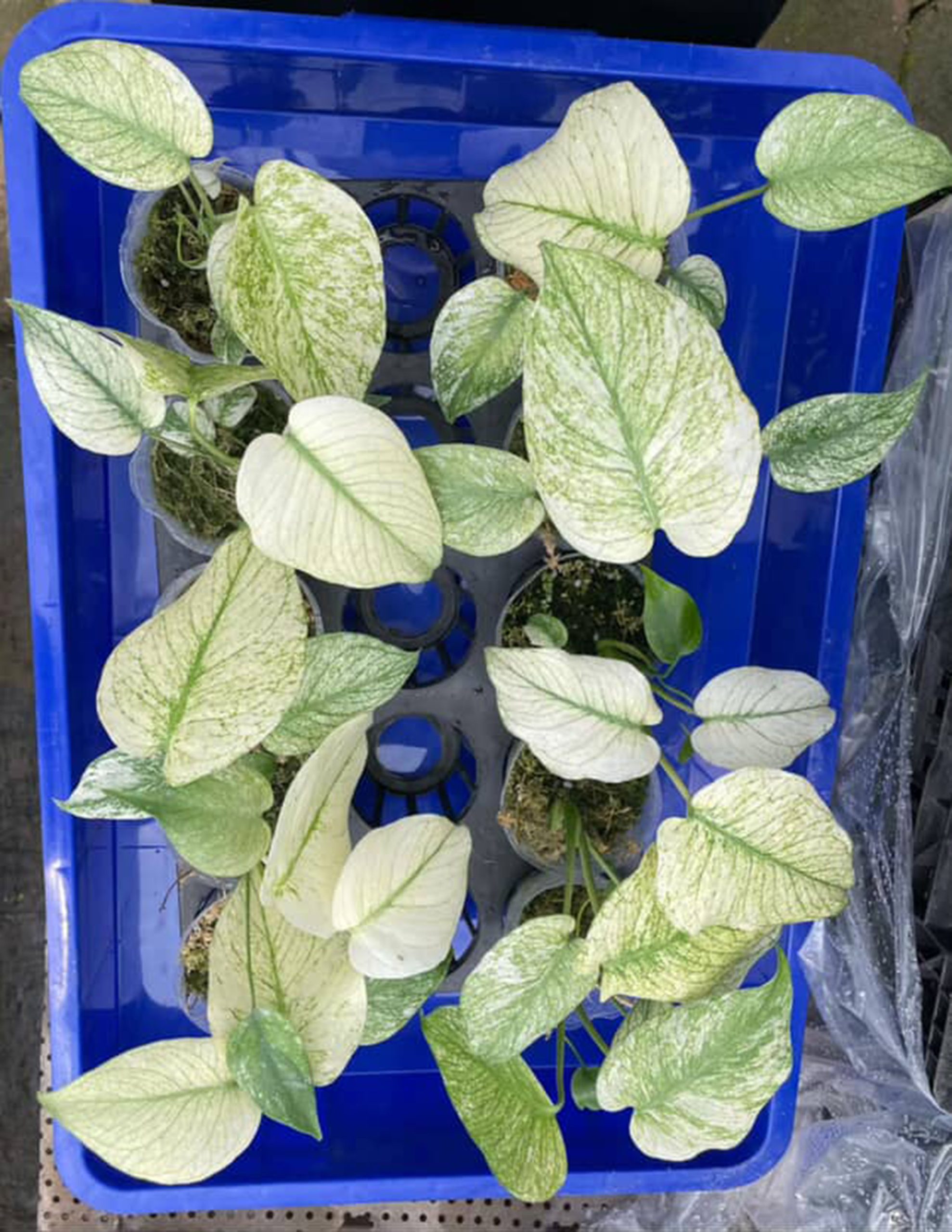 Monstera Silver Star, Monstera Deliciosa Silver Star, Well variegation - Image 4