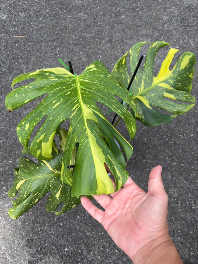 Monstera Deliciosa Electrolyte Variegated, 1 leaf + growth Point, Electro Light Well variegation - Image 10