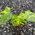Monstera Deliciosa Electrolyte Variegated, Electro Light Well variegation