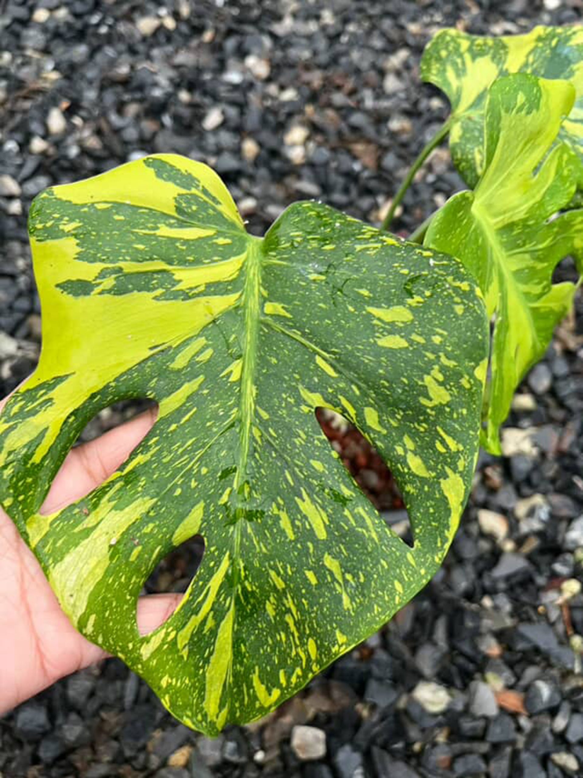 Monstera Deliciosa Electrolyte Variegated, 1 leaf + growth Point, Electro Light Well variegation - Image 7