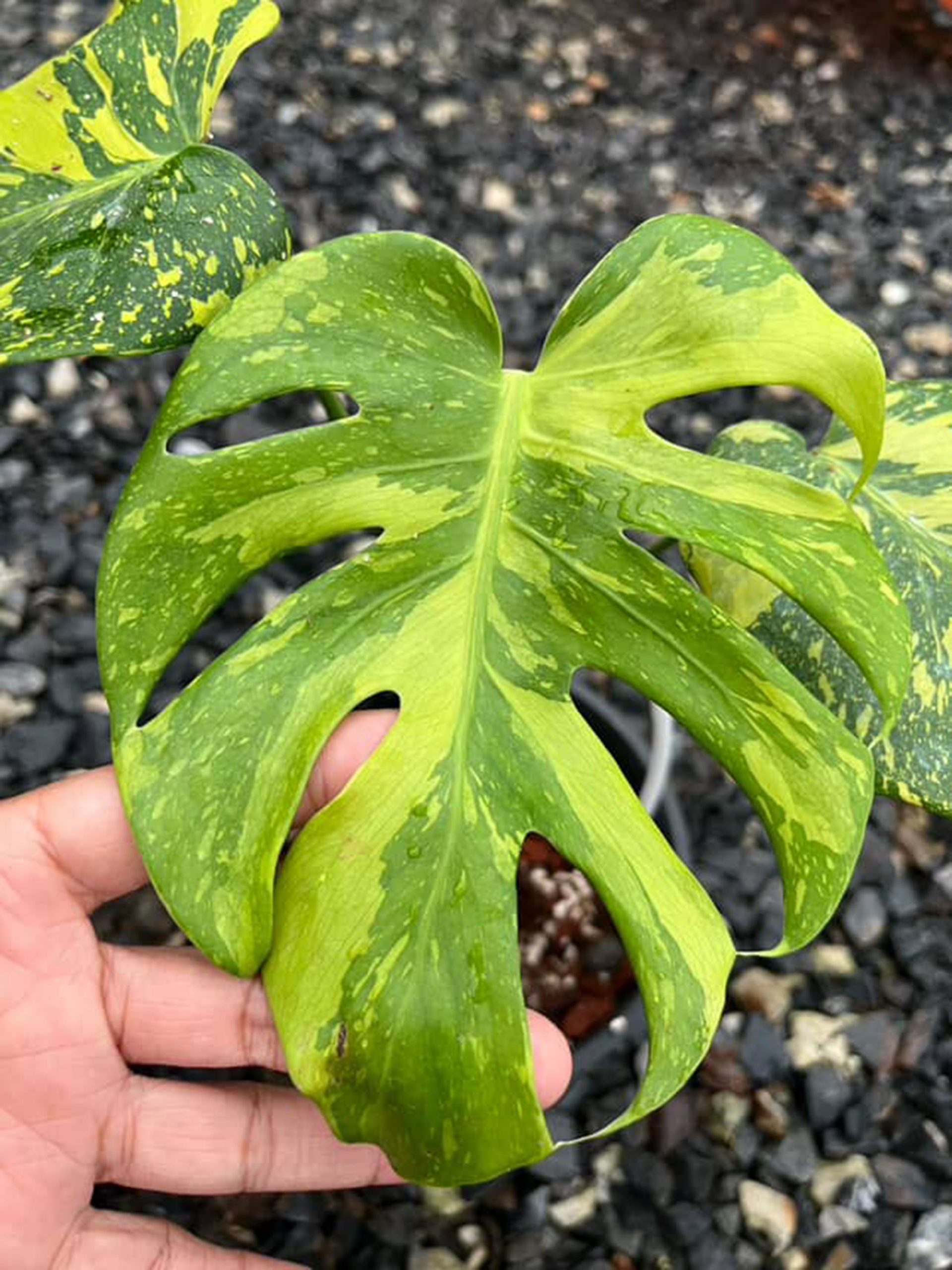 Monstera Deliciosa Electrolyte Variegated, 1 leaf + growth Point, Electro Light Well variegation - Image 8