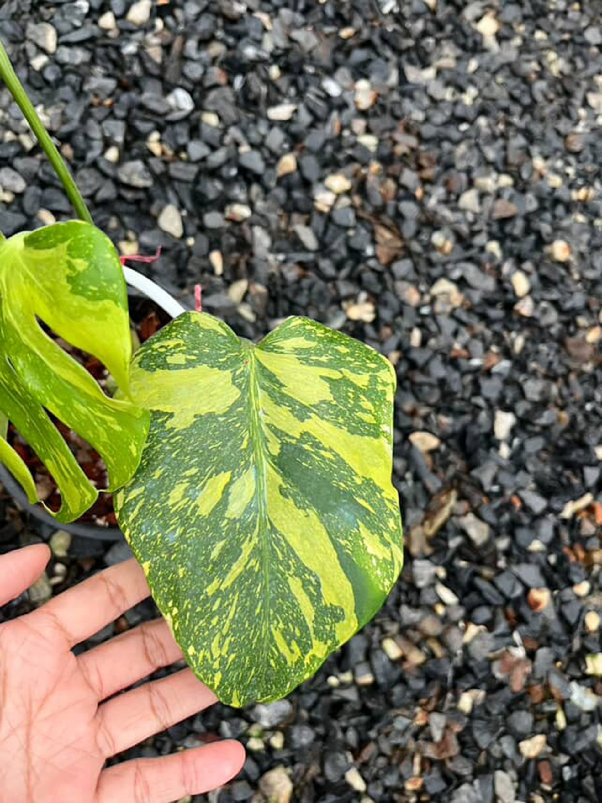 Monstera Deliciosa Electrolyte Variegated, 1 leaf + growth Point, Electro Light Well variegation - Image 9