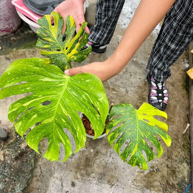 Monstera Deliciosa Electrolyte Variegated, 1 leaf + growth Point, Electro Light Well variegation - Image 11