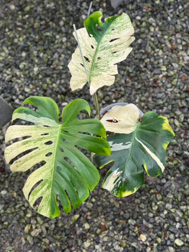 Monstera Deliciosa Mint White Tears