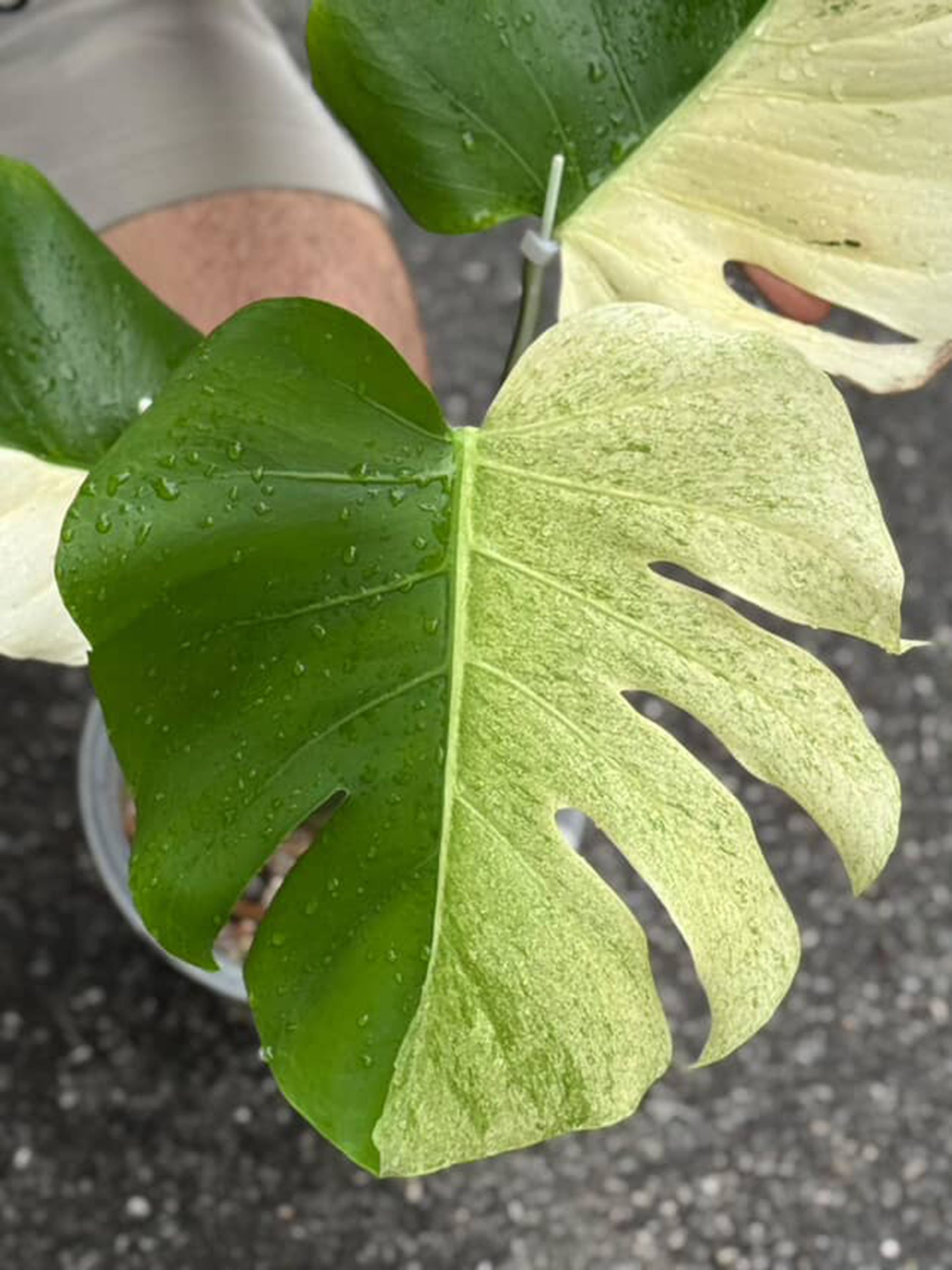 Monstera Deliciosa Mint White Tears - Image 3