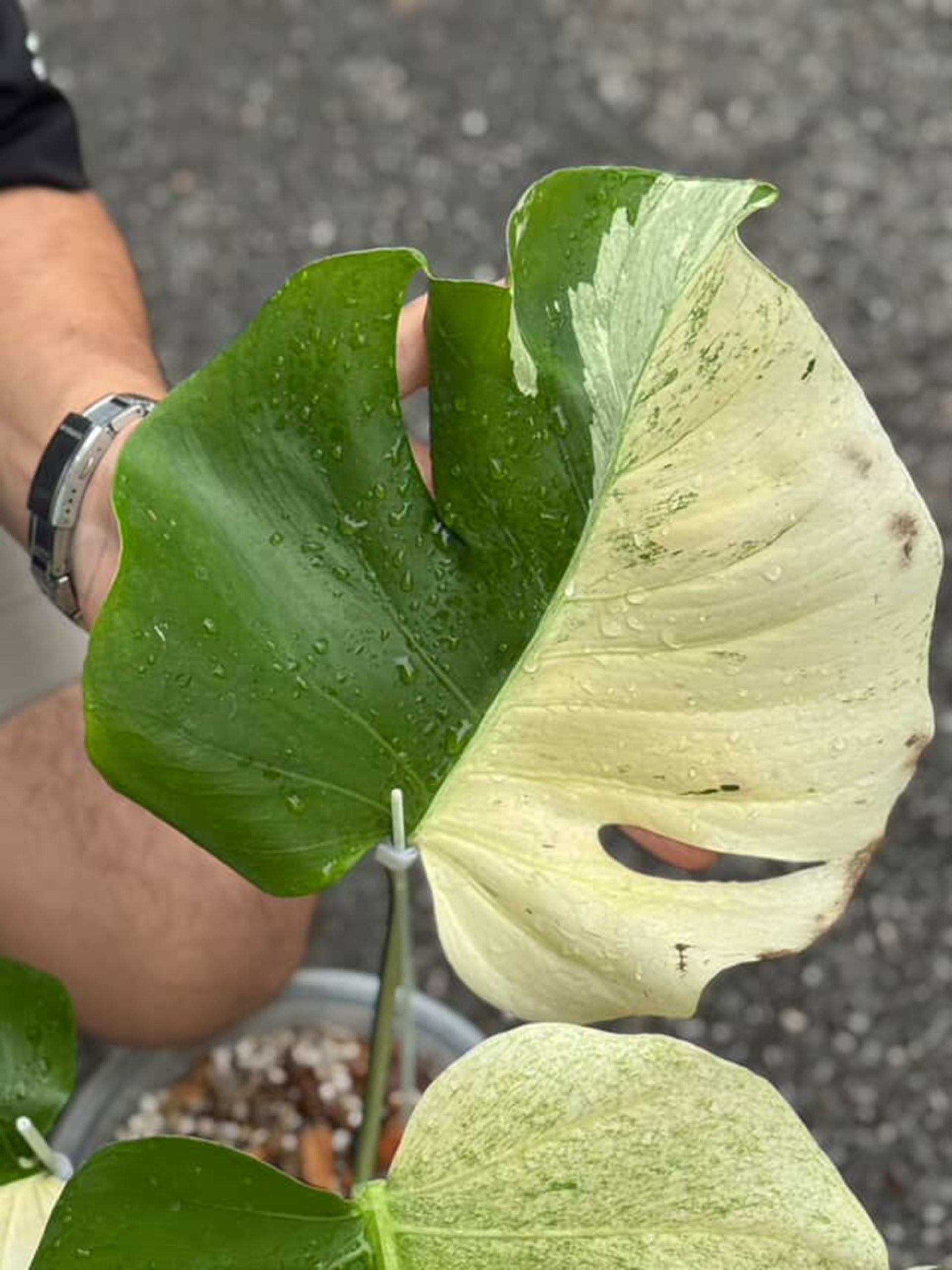 Monstera Deliciosa Mint White Tears - Image 2