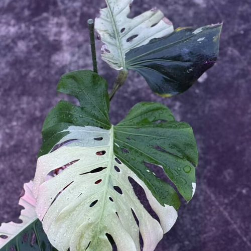 Monstera Deliciosa Sphinx Mint