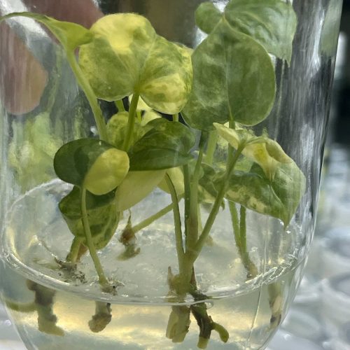 Anthurium clarinervium variegated