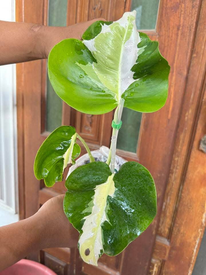 Monstera Deliciosa White Lava, 1 leaf + growth Point, Well variegation