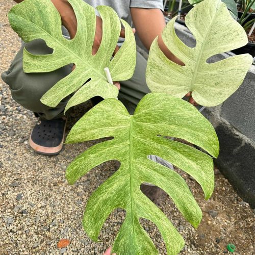 Monstera Mint Deliciosa Exact plant, Mint Monstera Variegated MM4