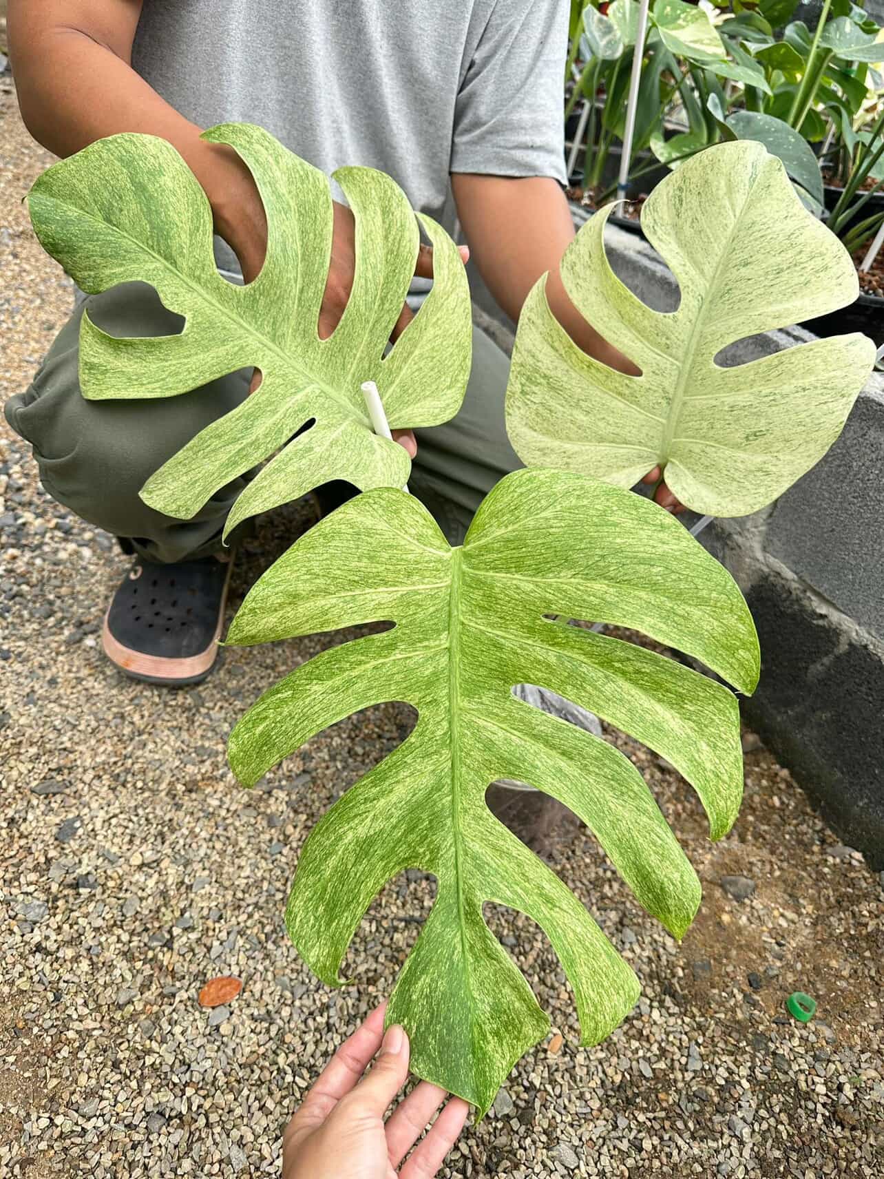 Monstera Mint Deliciosa Exact plant, Mint Monstera Variegated MM4