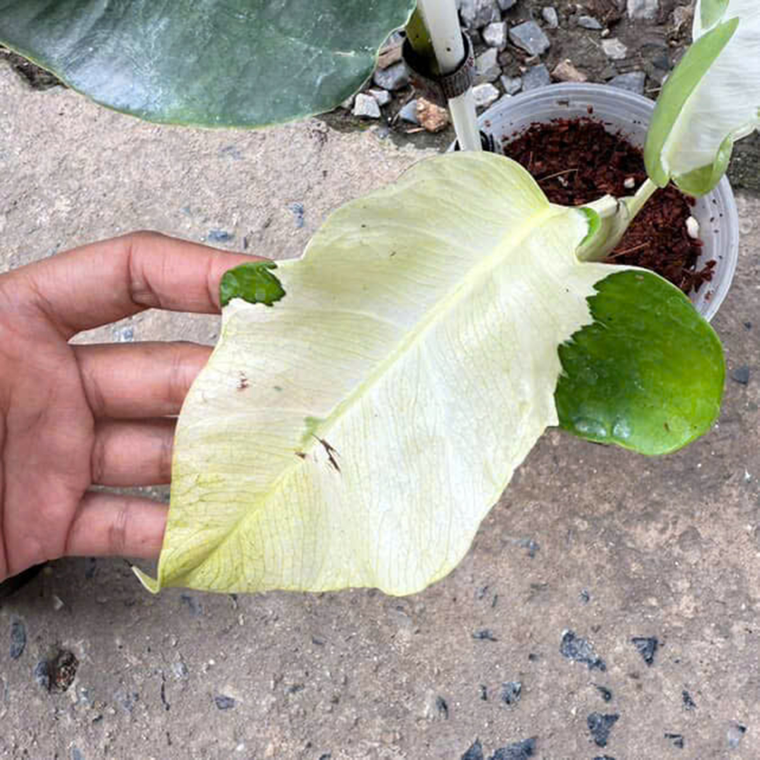 Monstera Deliciosa White Lava, 1 leaf + growth Point, Well variegation - Image 7