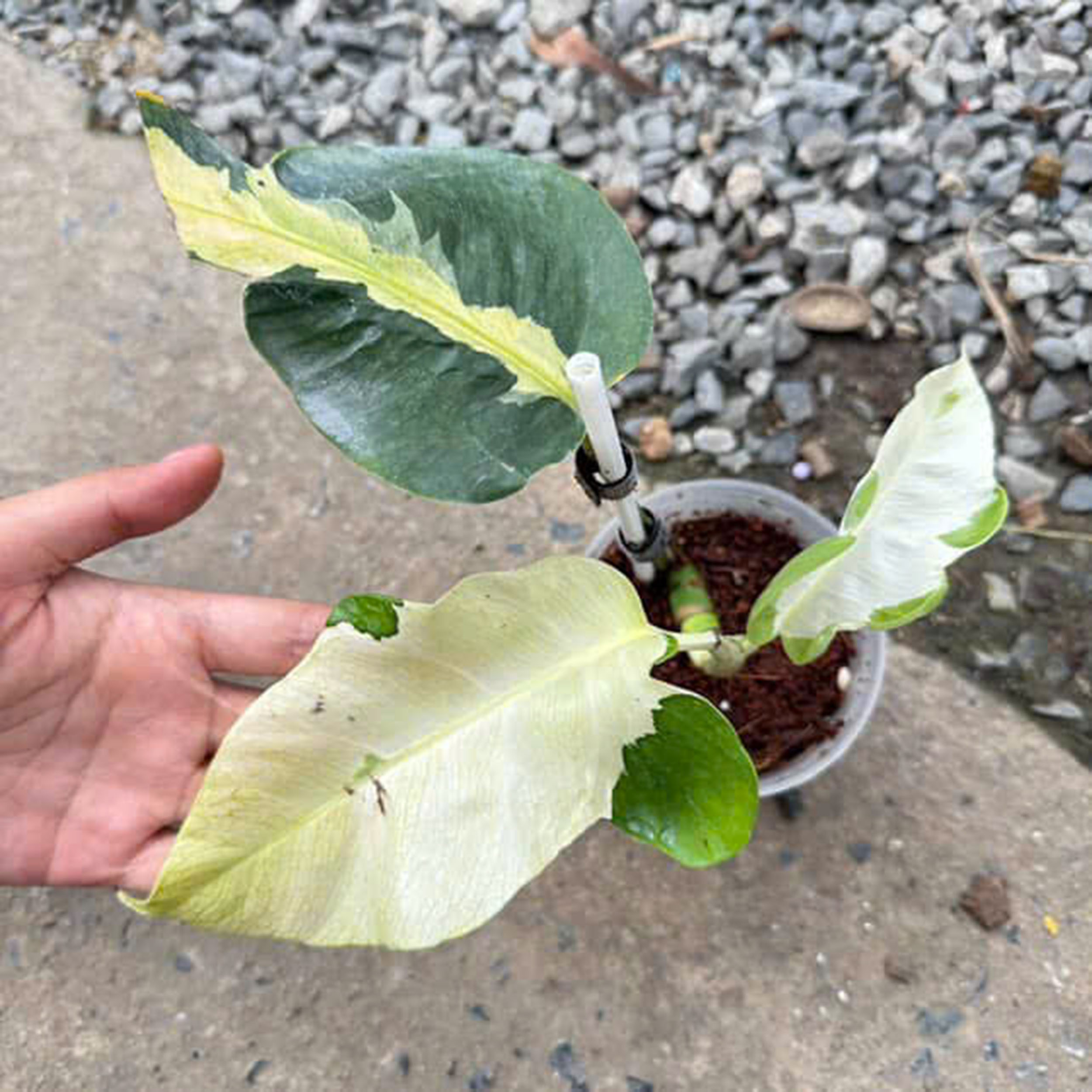 Monstera Deliciosa White Lava, 1 leaf + growth Point, Well variegation - Image 6