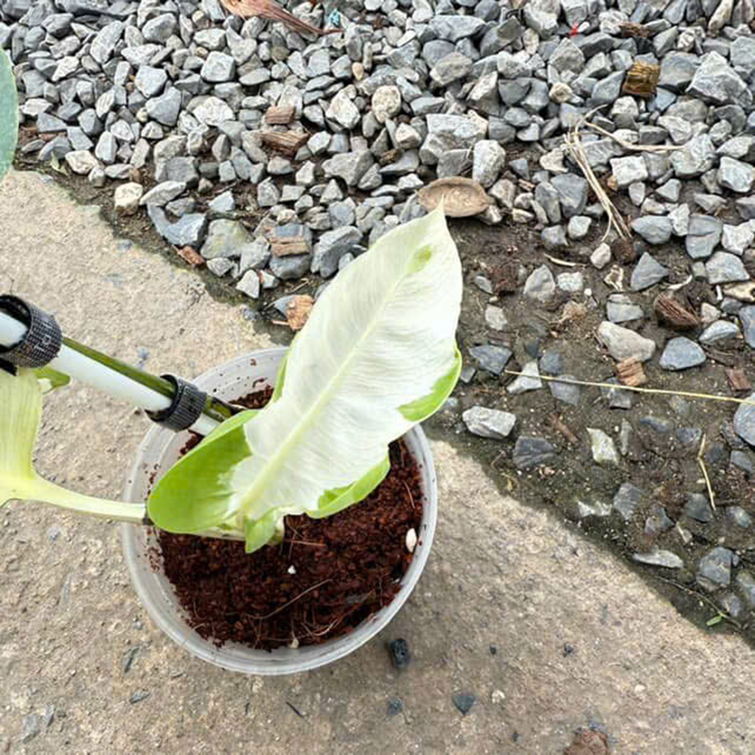 Monstera Deliciosa White Lava, 1 leaf + growth Point, Well variegation - Image 5