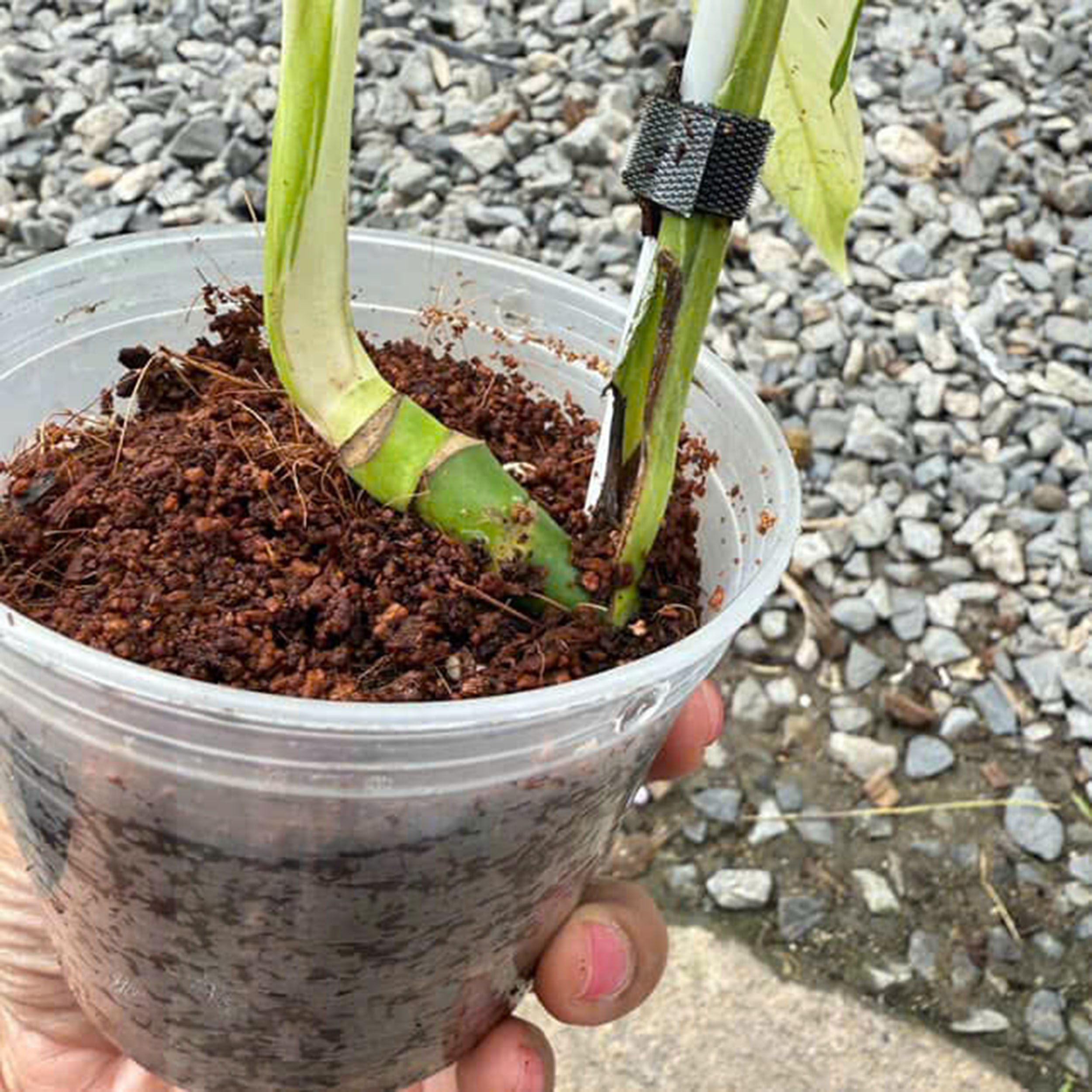 Monstera Deliciosa White Lava, 1 leaf + growth Point, Well variegation - Image 4