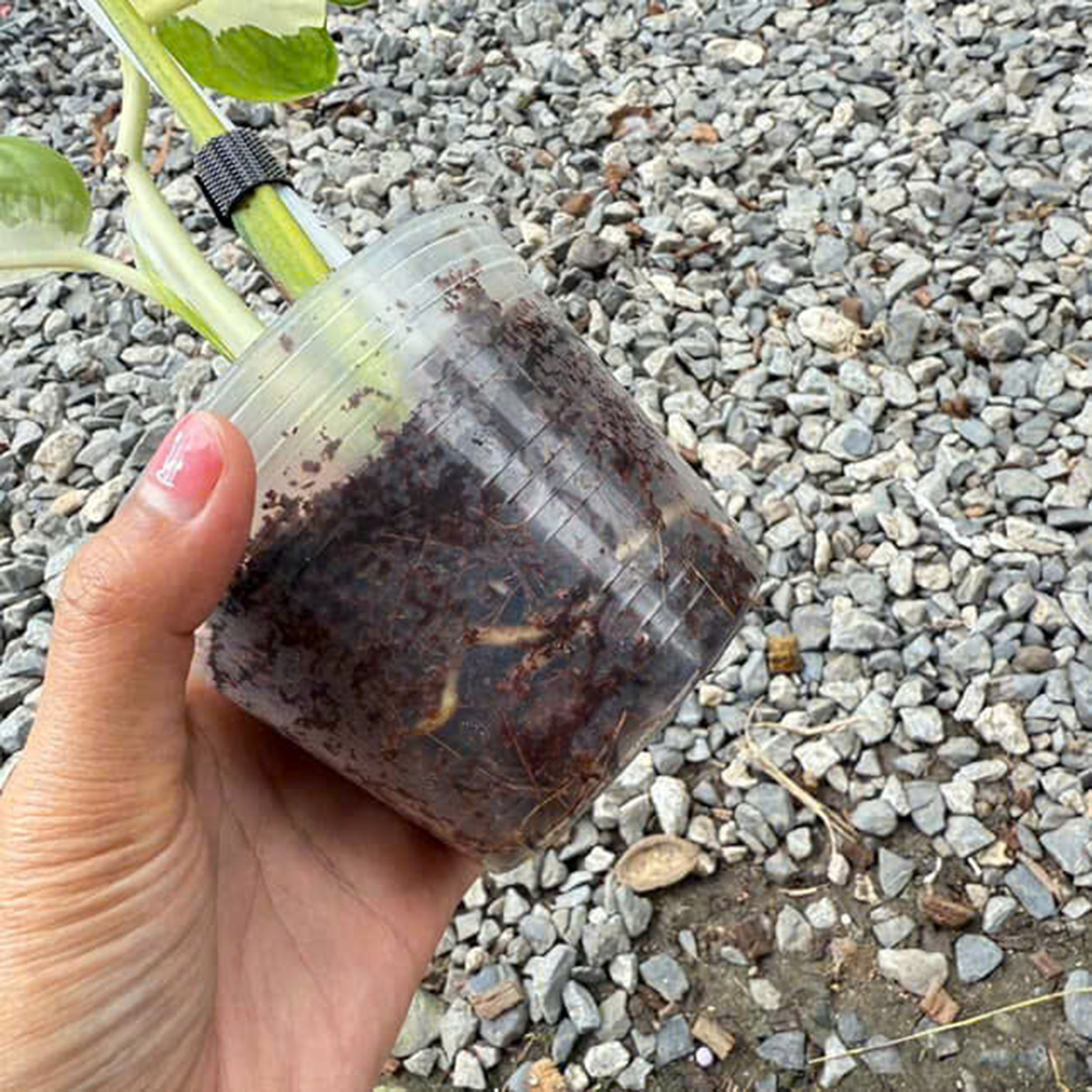 Monstera Deliciosa White Lava, 1 leaf + growth Point, Well variegation - Image 3