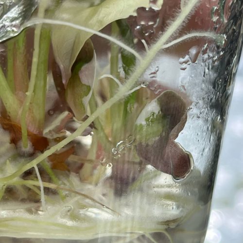 Alocasia cuprea red secret pink "nom yen" Tissue Culture Plant Rare | Actual Plant