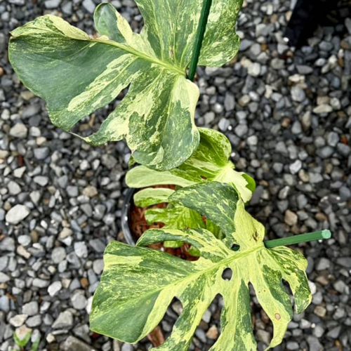 Monstera Deliciosa Masterpiece, RARE, Well variegation