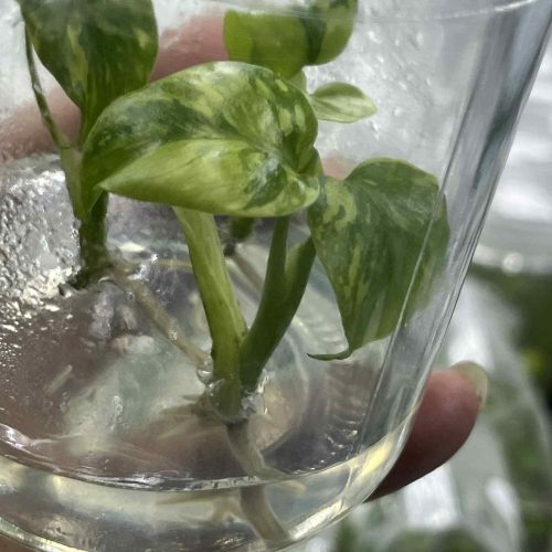 Monstera Electrolyte Variegated