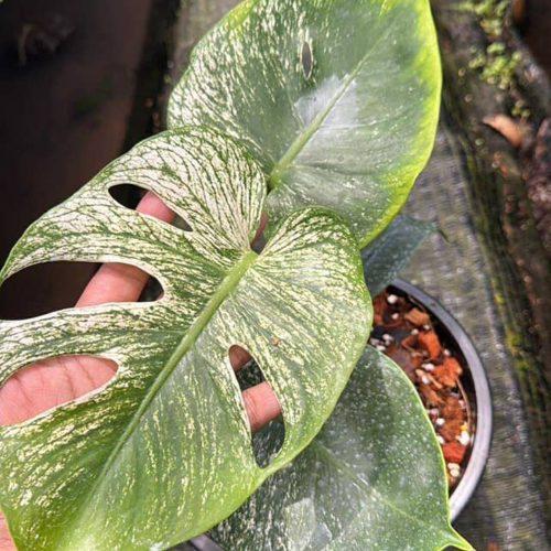 Monstera Devil Monster