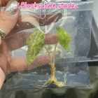 Alocasia Black Satun Stardust Variegated Tissue Culture Plant