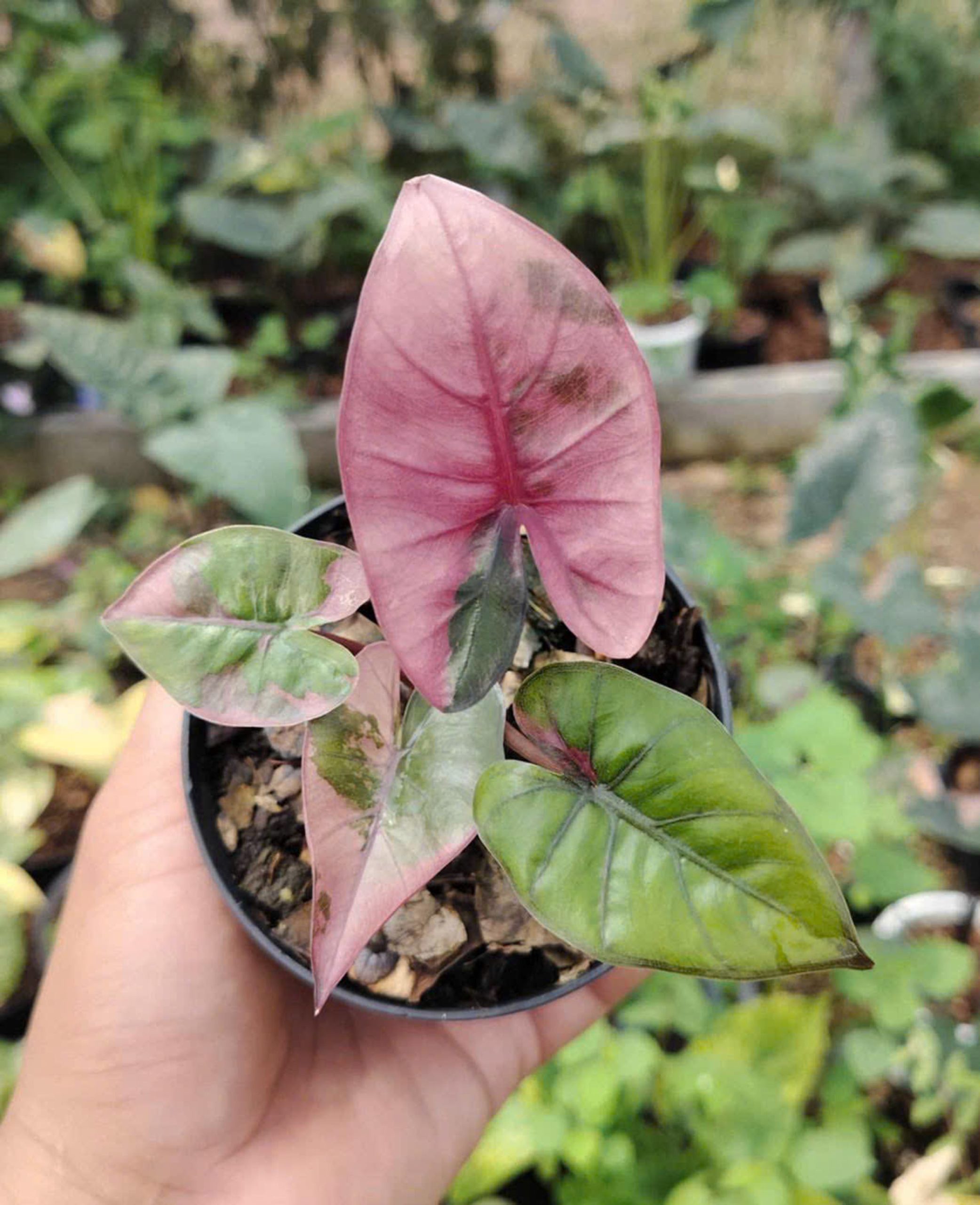 Alocasia Yucatan Princess Variegated - Image 2