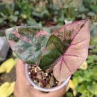 Alocasia Yucatan Princess Variegated