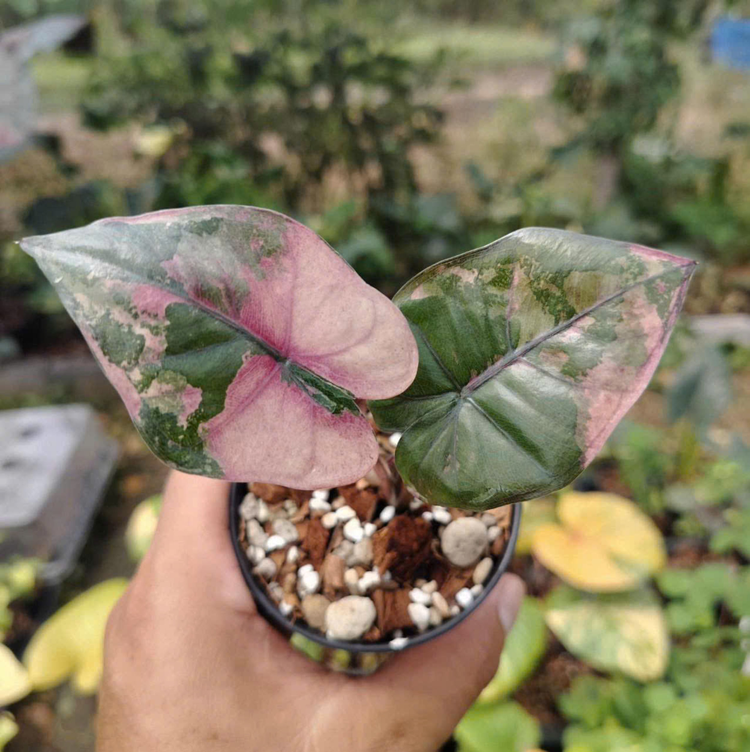 Alocasia Yucatan Princess Variegated - Image 3