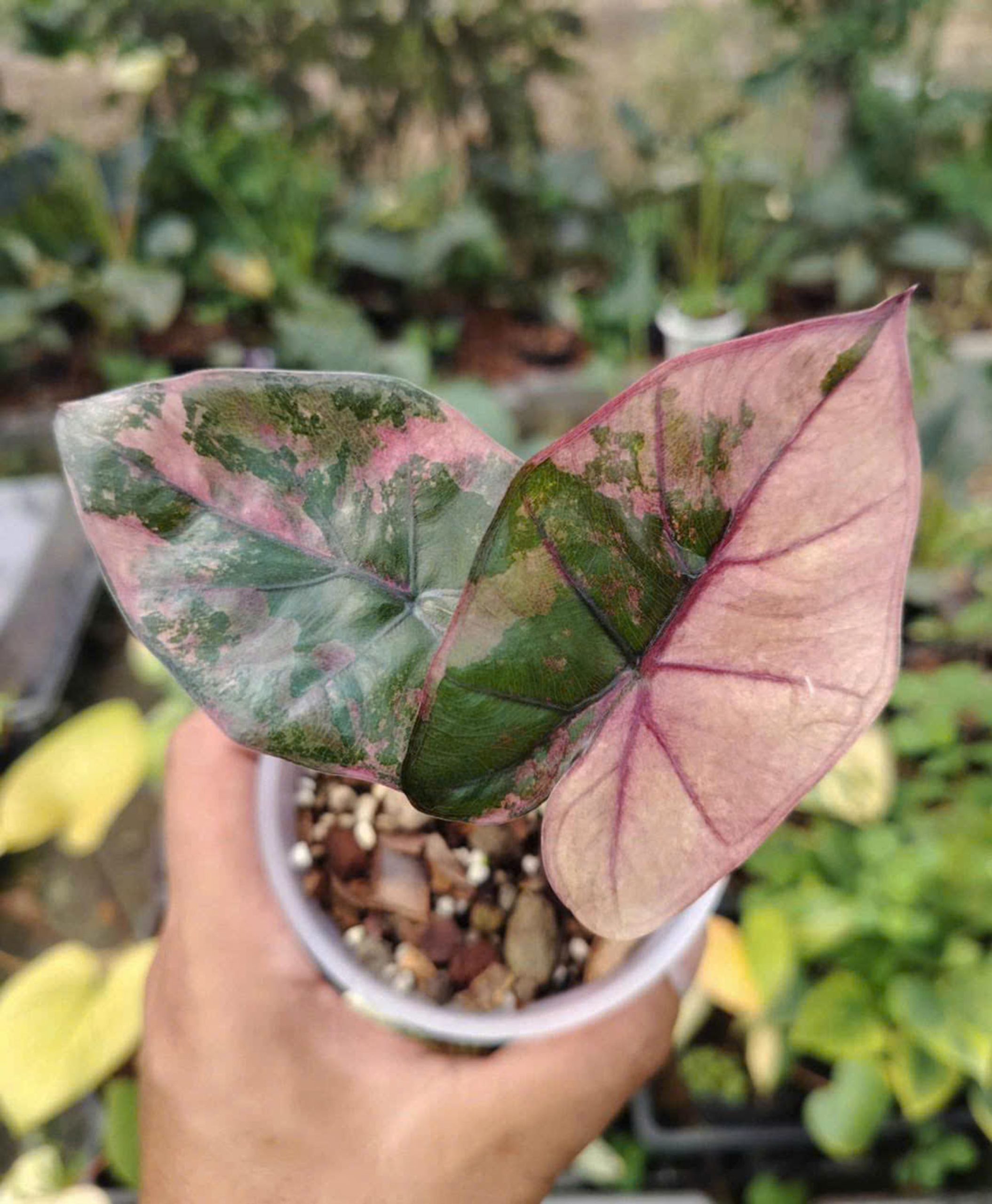 Alocasia Yucatan Princess Variegated