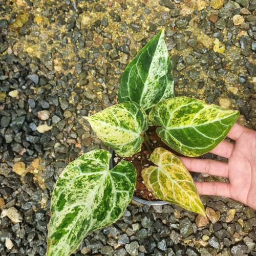 Anthurium Crystallinum Marble