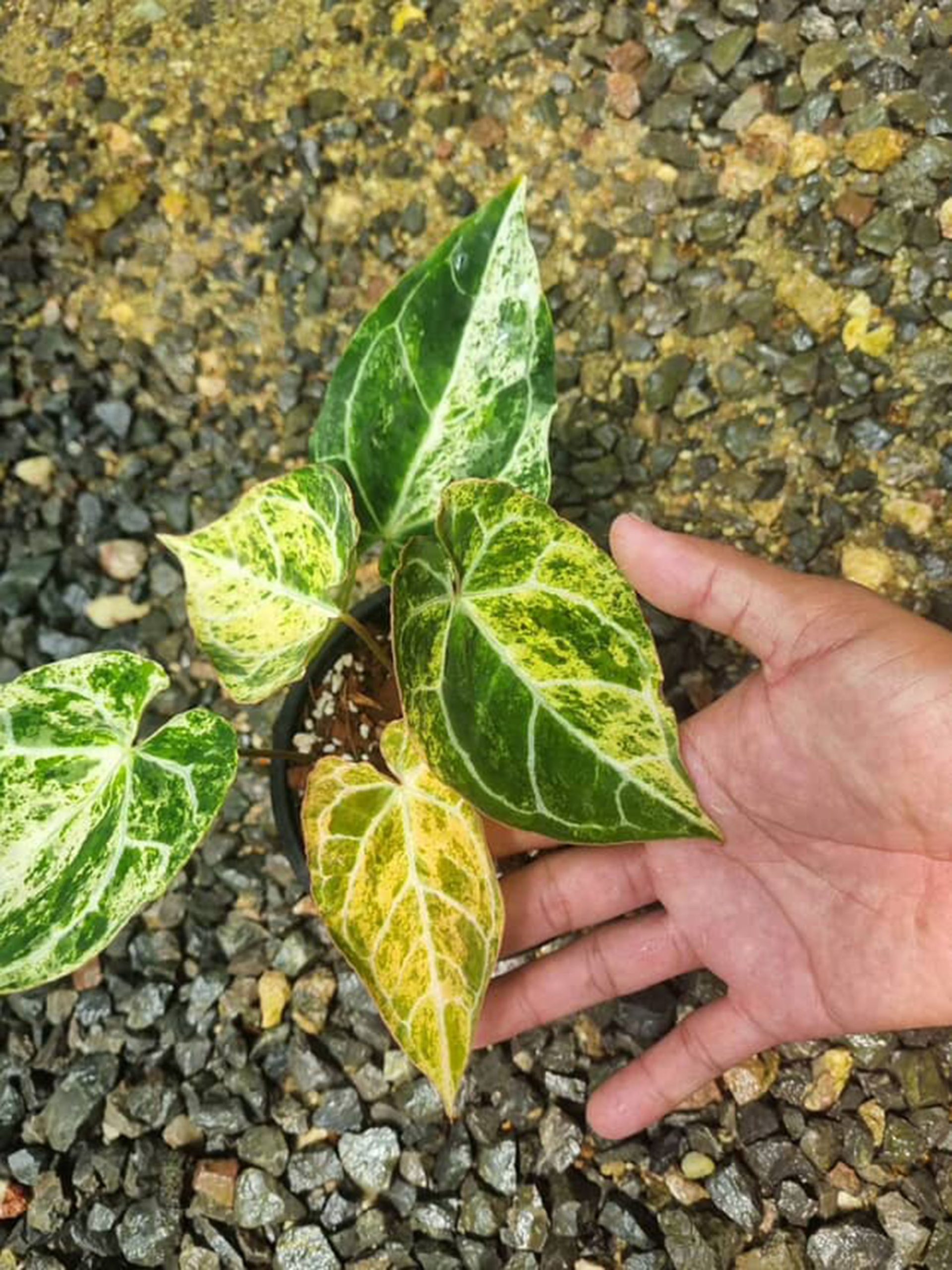Anthurium Crystallinum Marble - Rare Plants - Image 3