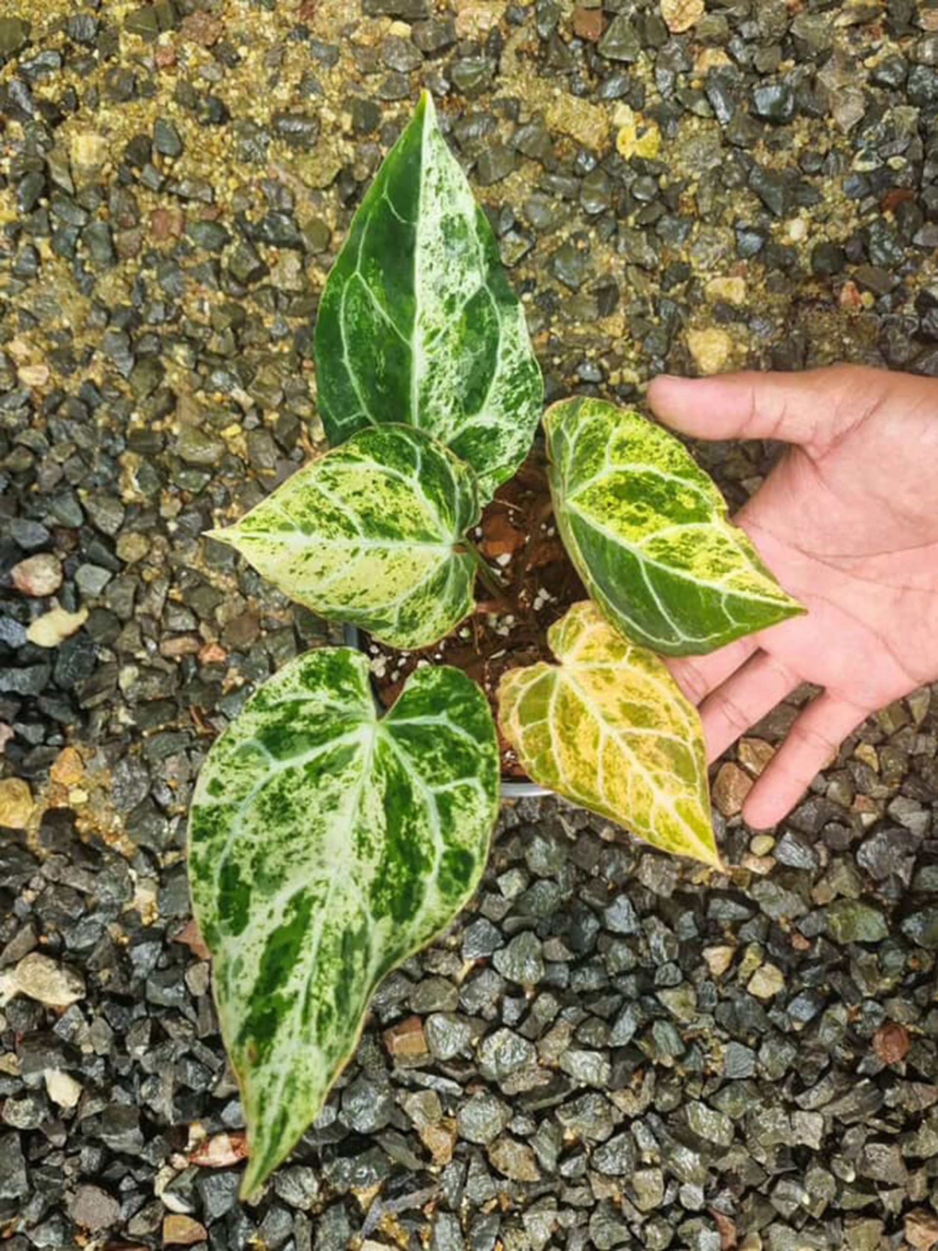 Anthurium Crystallinum Marble - Rare Plants - Image 4