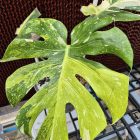 Monstera Deliciosa Miracle