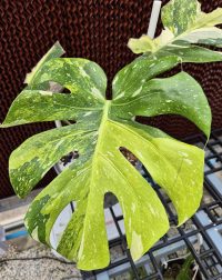 Monstera Deliciosa Miracle