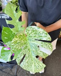 Monstera Deliciosa Starlight