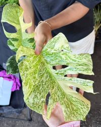 Monstera Deliciosa Starlight
